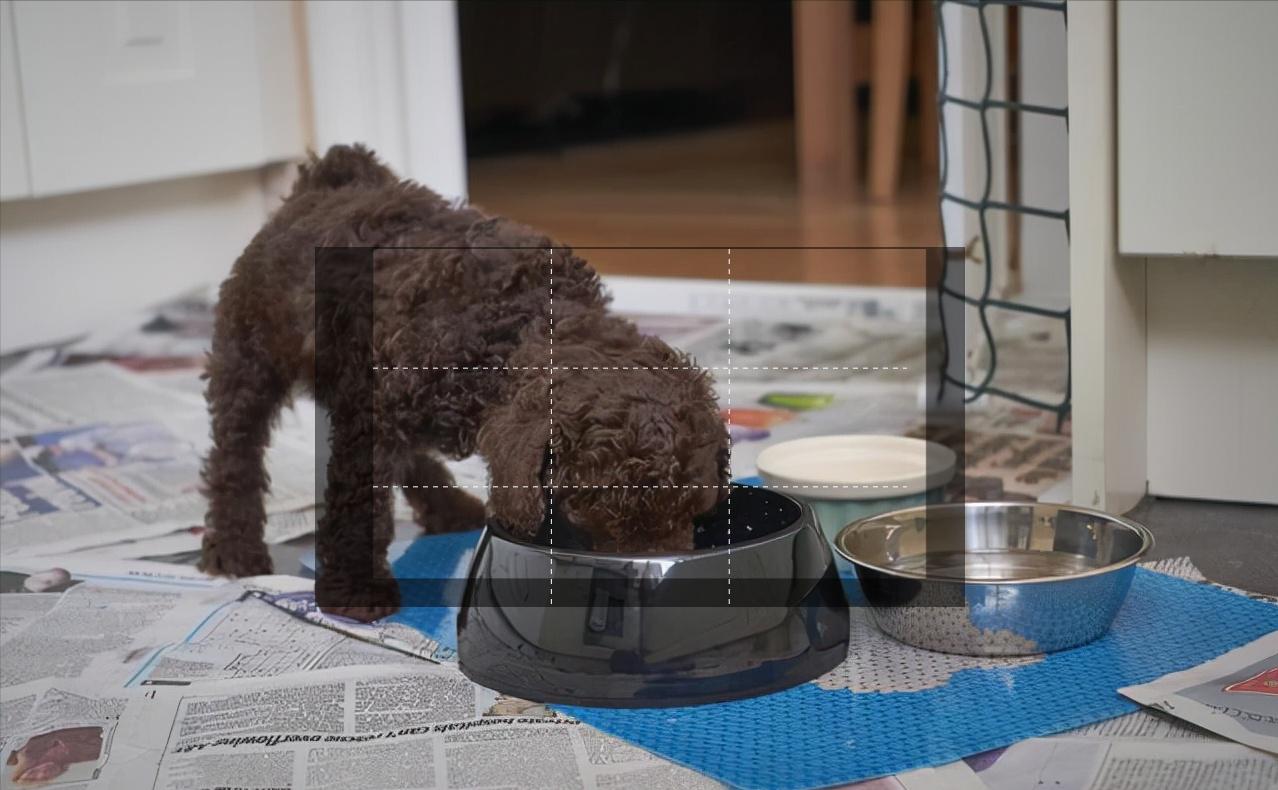 贵宾犬和泰迪区别在哪里,贵宾犬和泰迪有什么区别