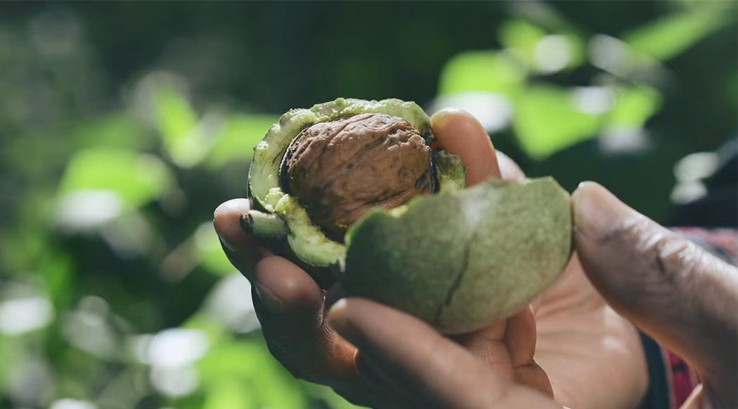 聪明核桃油婴儿辅食油,核桃油可以变聪明吗