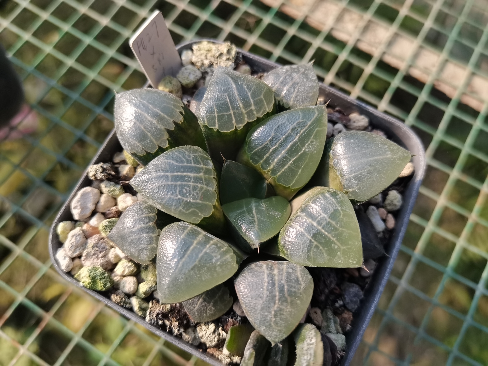 花看久了也厌了什么意思,花看腻了怎么办