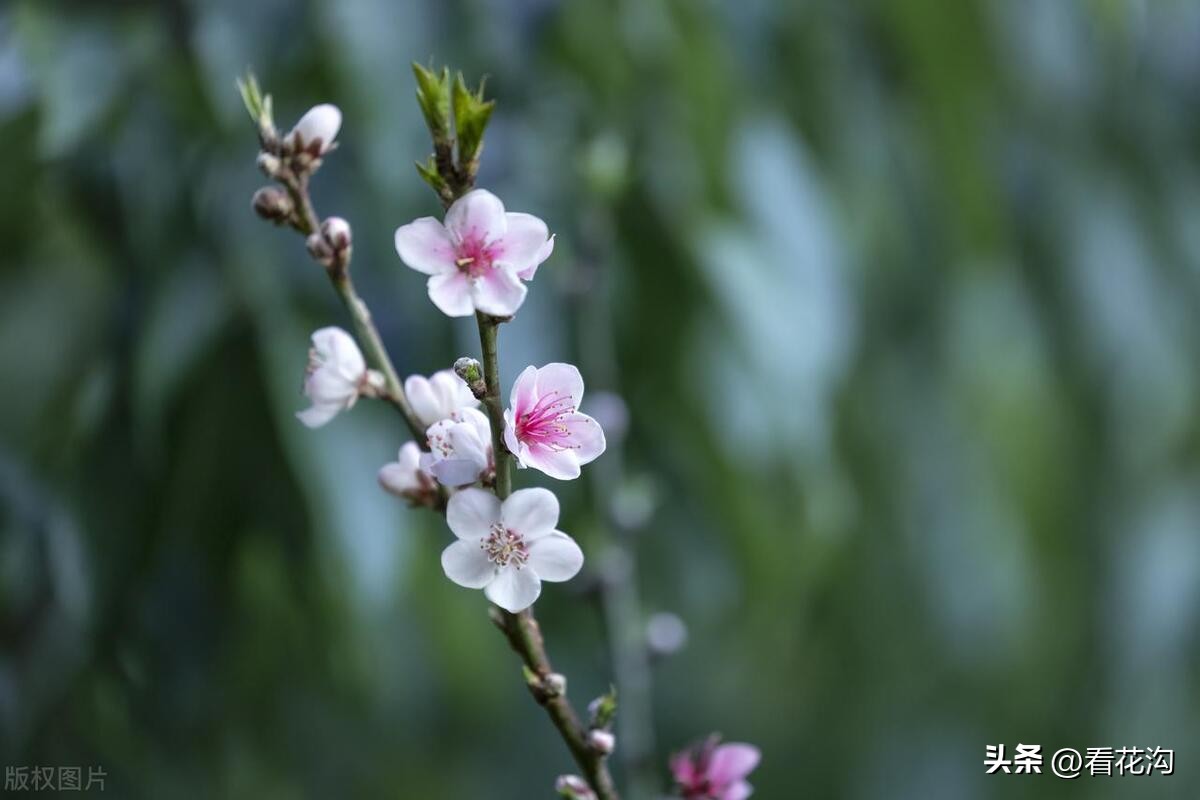 河南西华县是哪个市,西华县各个地方的介绍