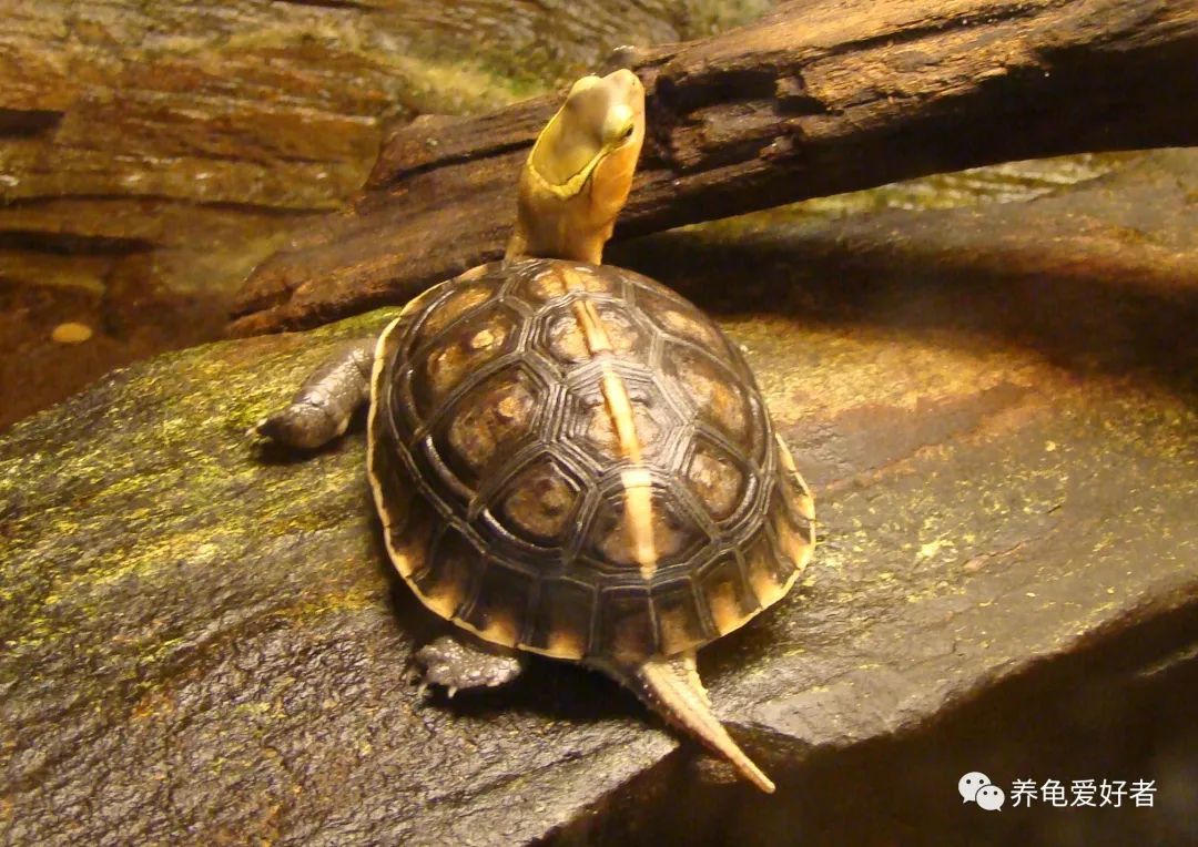 养龟烦心事,养龟难题