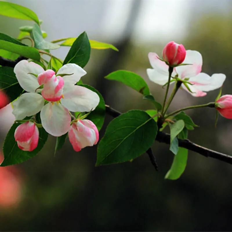 春夏之交，越来越多的花含苞欲放，这一百种娇媚蓓蕾真是美不胜收