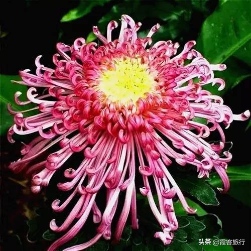 一棵菊花开出多种颜色是为什么,不同颜色的菊花都有哪些意义