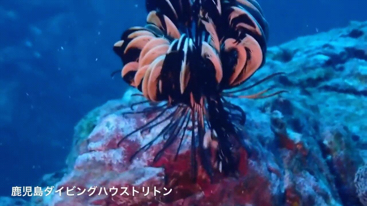 海底奇观欣赏,海底世界奇妙之旅图片