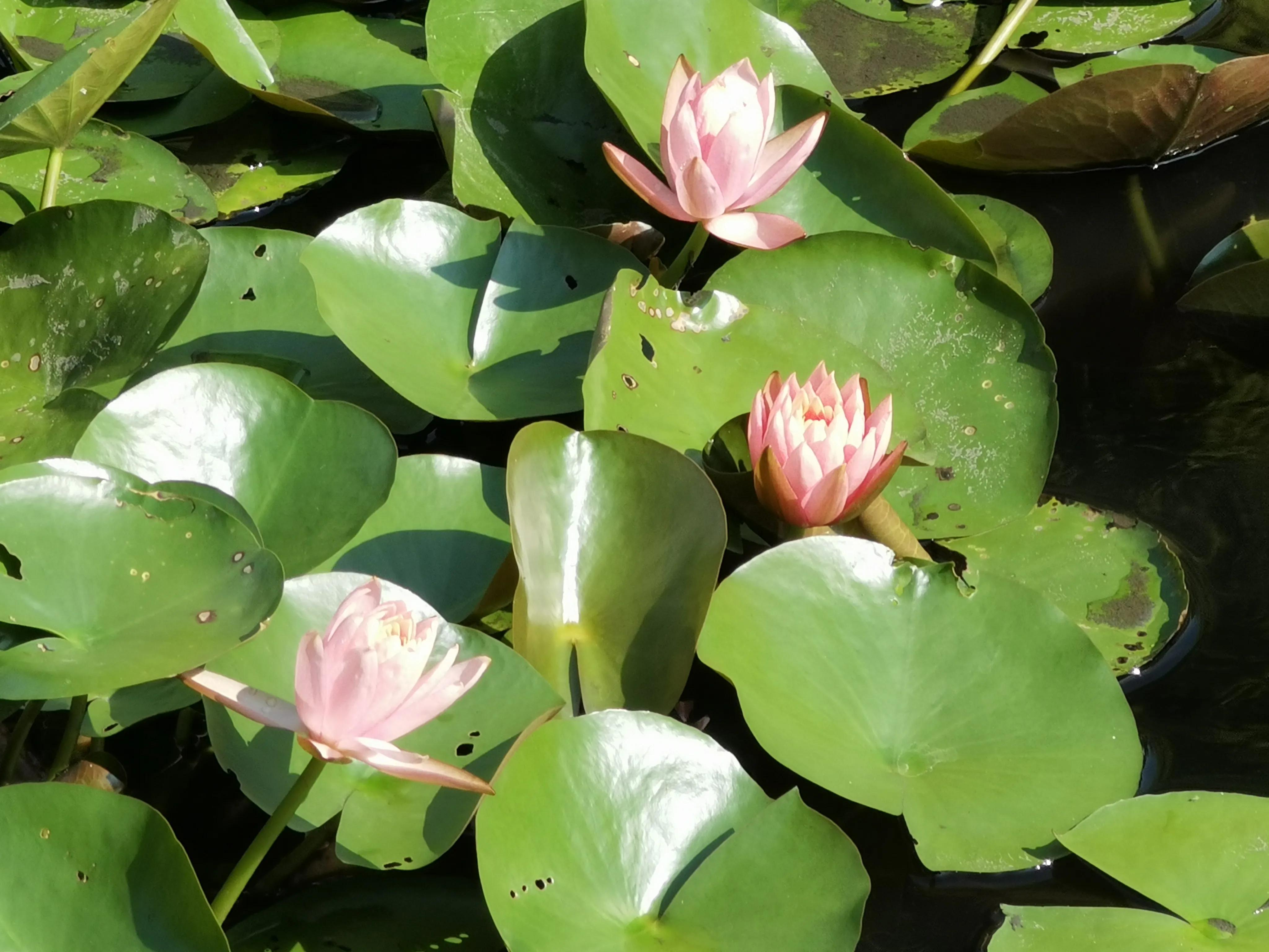 夏天的一丝清凉睡莲,夏天的睡莲有种别样的美