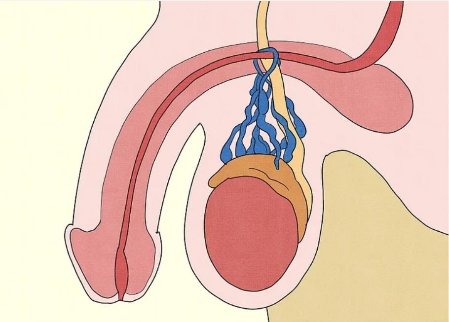 关爱男性健康的项目,关爱老年男性泌尿健康