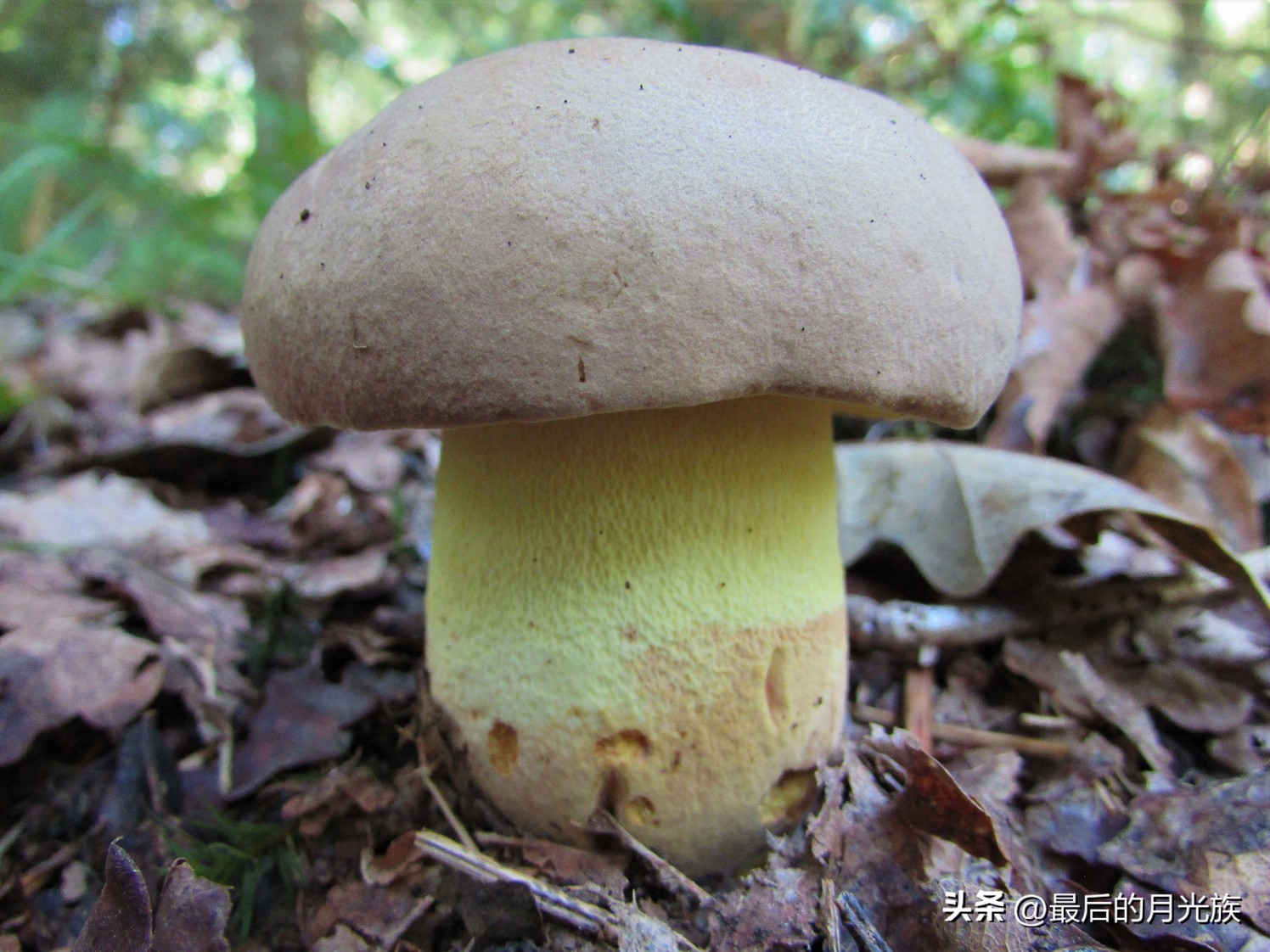 教你认识一下蘑菇,8种口味蘑菇