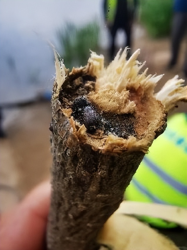 12月份园林绿化养护工作重点,元月份园林养护重点工作