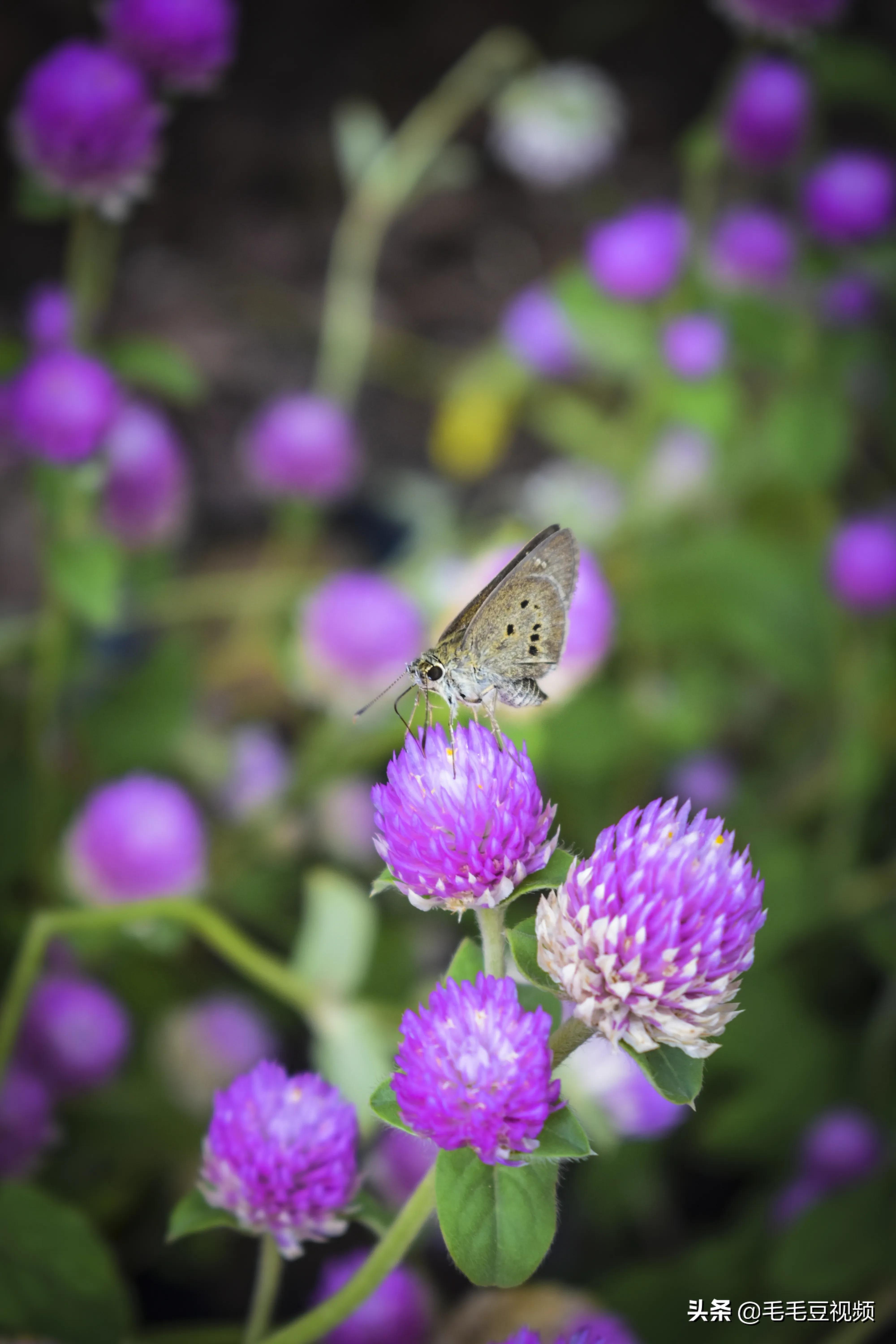 厦门适合初次约会的景点,厦门约会免费景点攻略图
