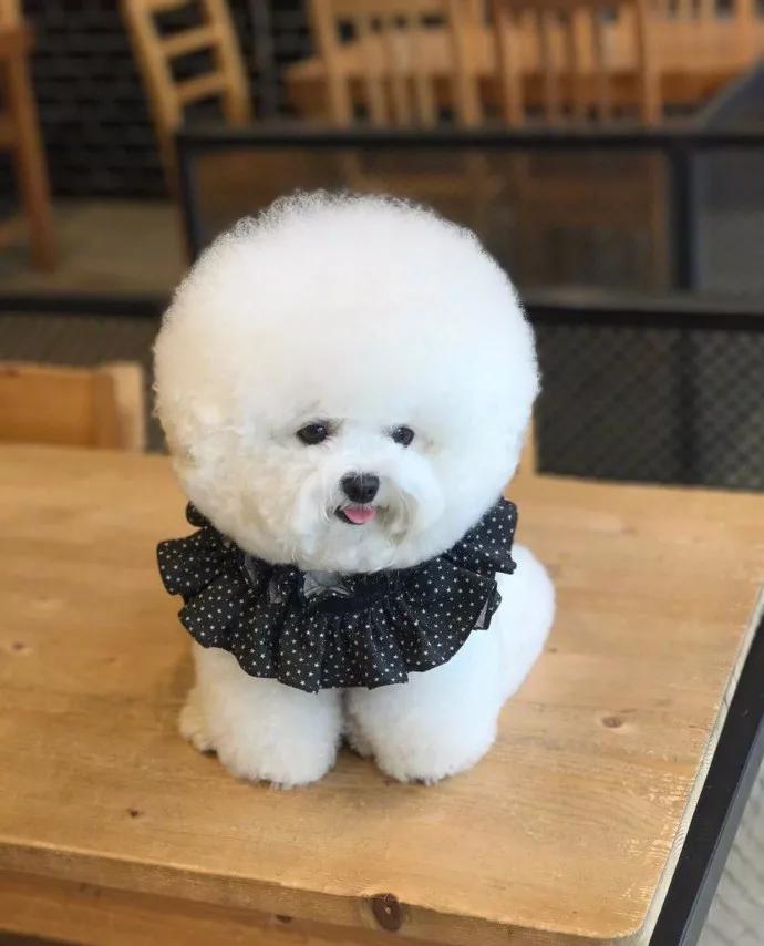 养比熊犬的缺点和优点,适合养比熊犬的人都具备这些特征