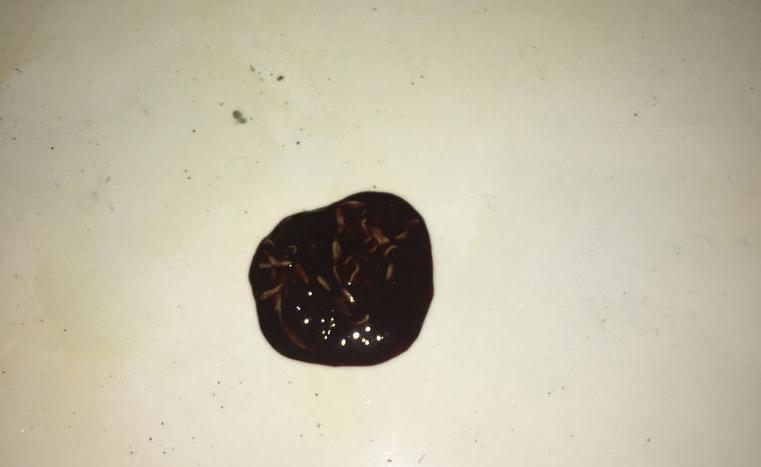 狗狗拉黑色的稀便严重吗,狗狗拉黑色的稀屎怎么回事