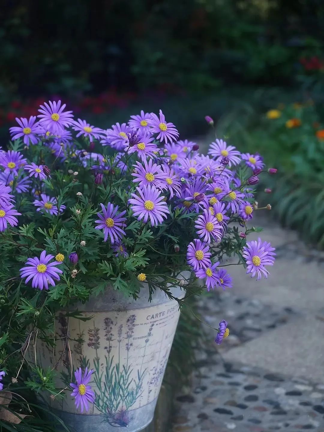 30款经典蓝紫色开花植物!别拉我,就让我坠入这梦幻的漩涡