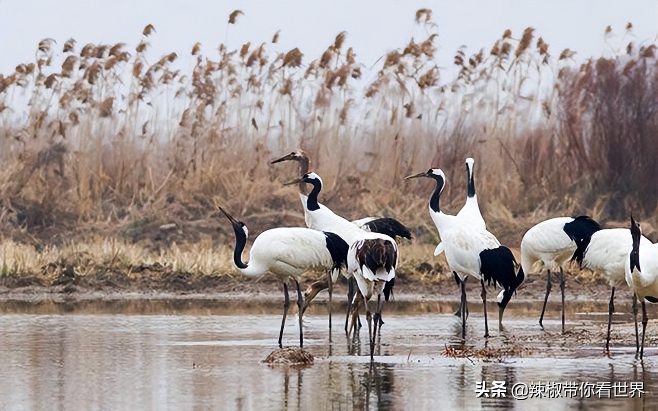 盐城最大的海边城市,盐城海岸线为何一直延伸