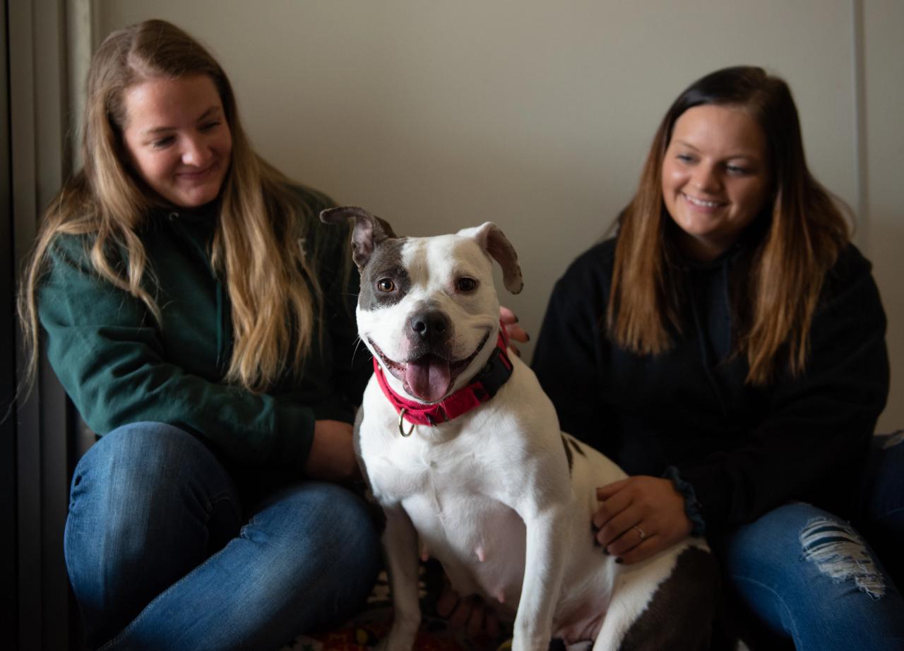 比特犬vs杜高犬谁的战斗力更强,比特犬串杜高犬的后代打架厉害吗