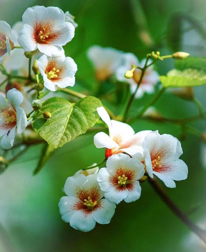 五月是油桐花的季节,油桐花美景图片