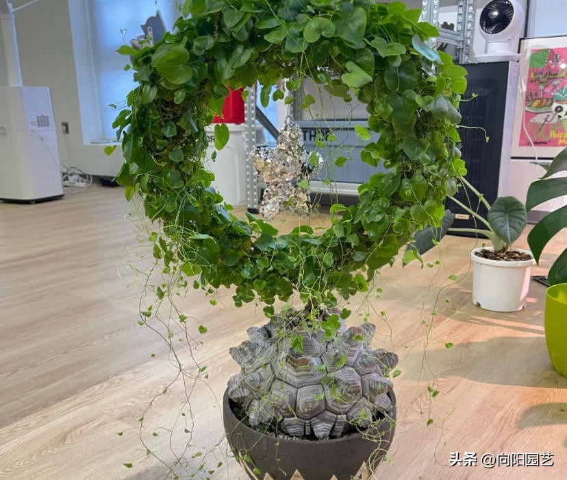 龟甲龙多长时间才能发根,南非龟甲龙先抽芽后发根吗