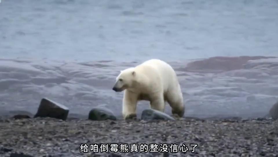 上帝给这只熊开了一个致命的玩笑。#科普一下