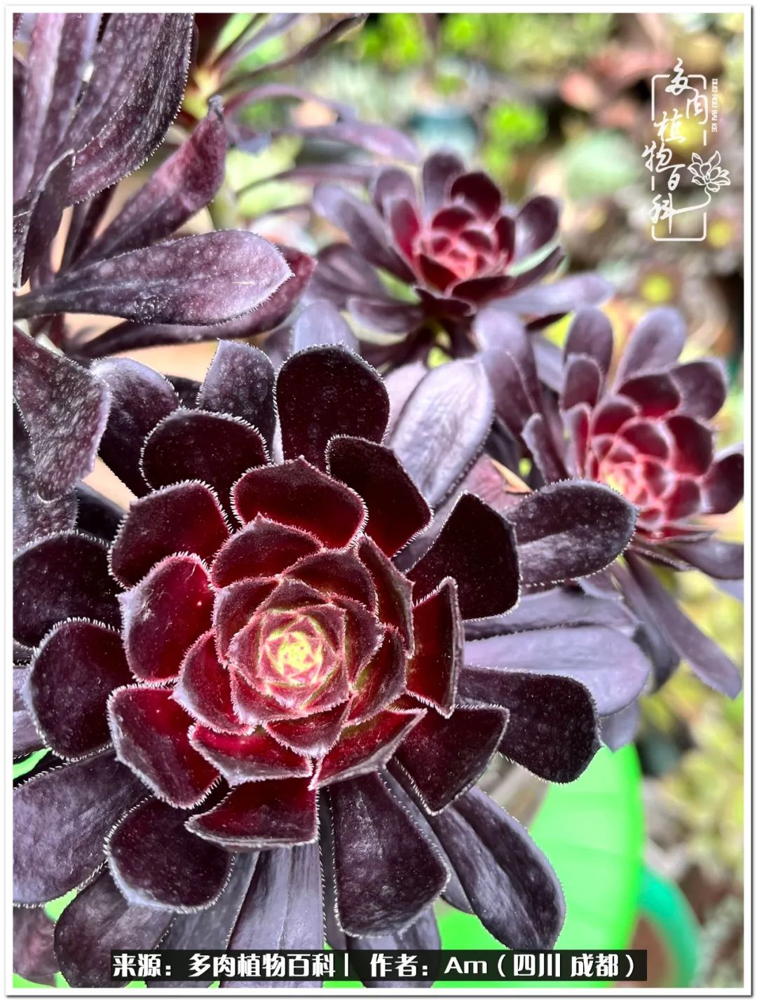 多肉小盆友生活多姿多彩,多肉小精灵福享不停