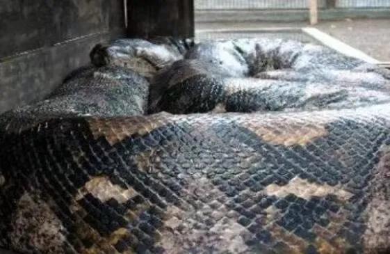 黄花松蛇最大能长多大,松花蛇图片最大能长多大