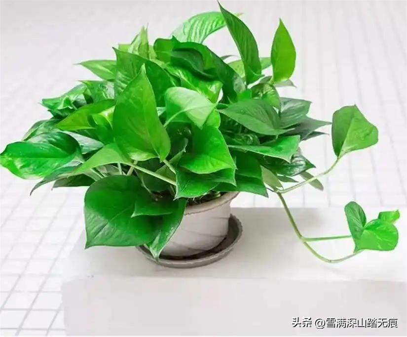 办公室养绿萝的正确方法,绿萝适合养在卧室内吗