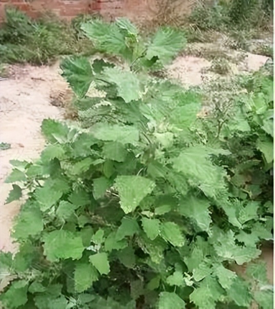 植物识别小口诀，总结的太全了！