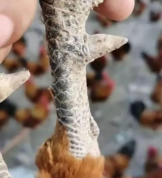 如何可以让鸡快速的长出脚蹬子,鸡的脚蹬子如何快速生长