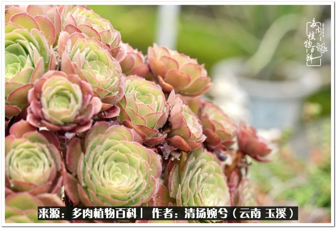 夏天好养颜值高的多肉,可爱的小多肉