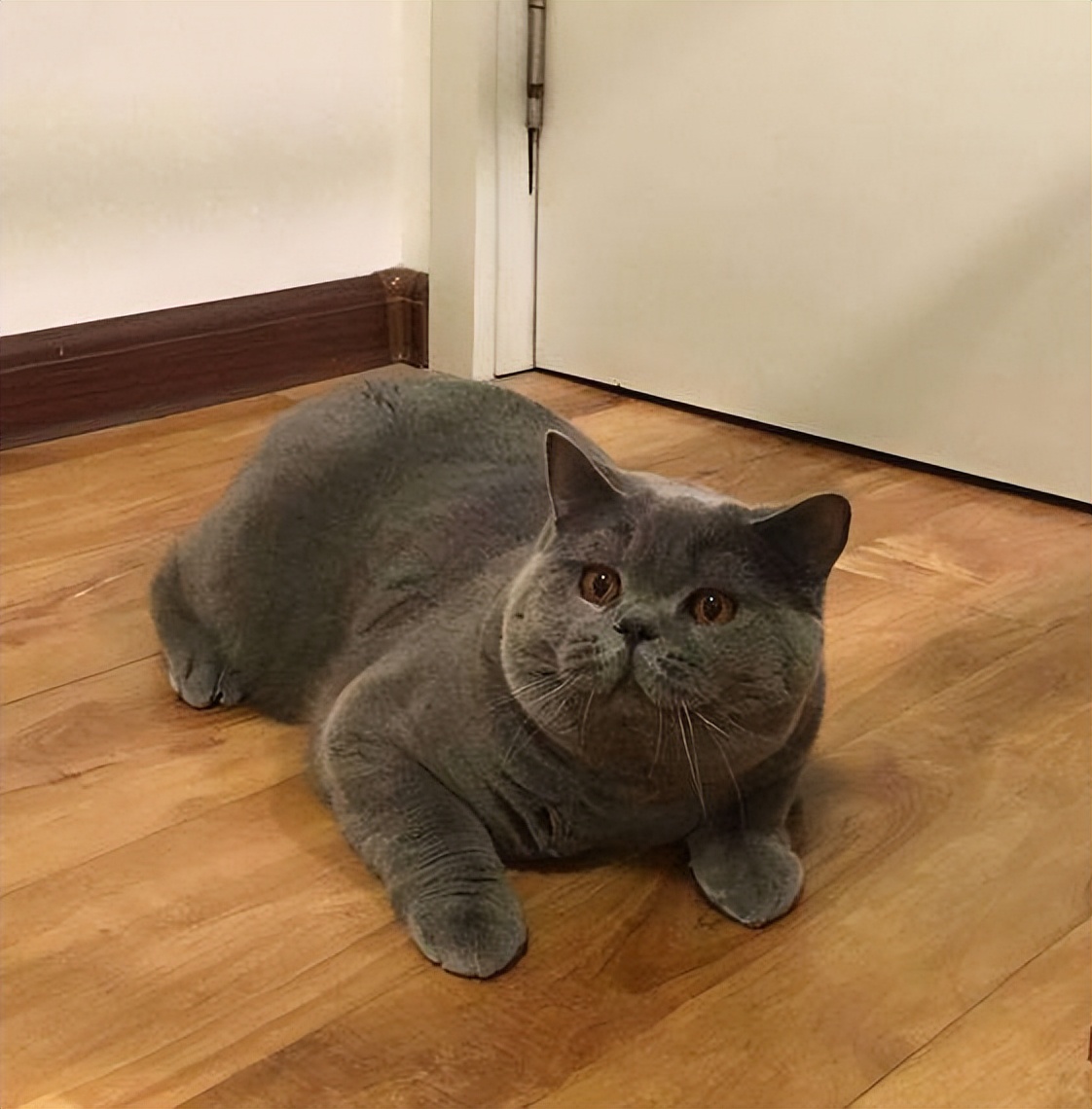 为什么蓝猫经常会被弃养,蓝猫被弃养了它知道吗