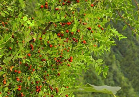江西十大能带走吃的特产,江西特产有哪些值得吃