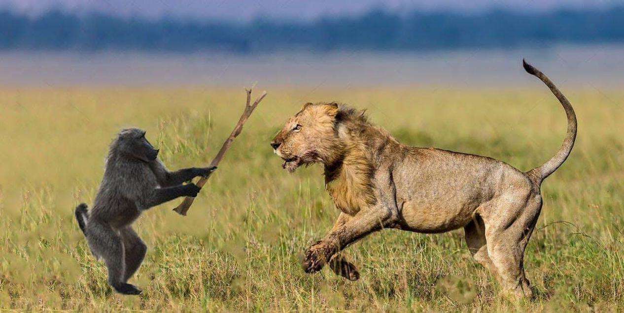 狮子为什么和老虎本性不一样,老虎和狮子一生中最大的遗憾