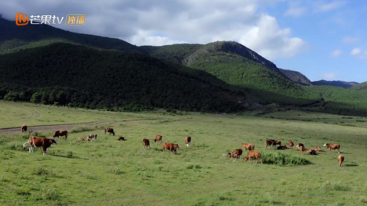 芒果台短剧《族长的赘婿》热播：霸道总裁变赘婿，青春偶像挑大梁