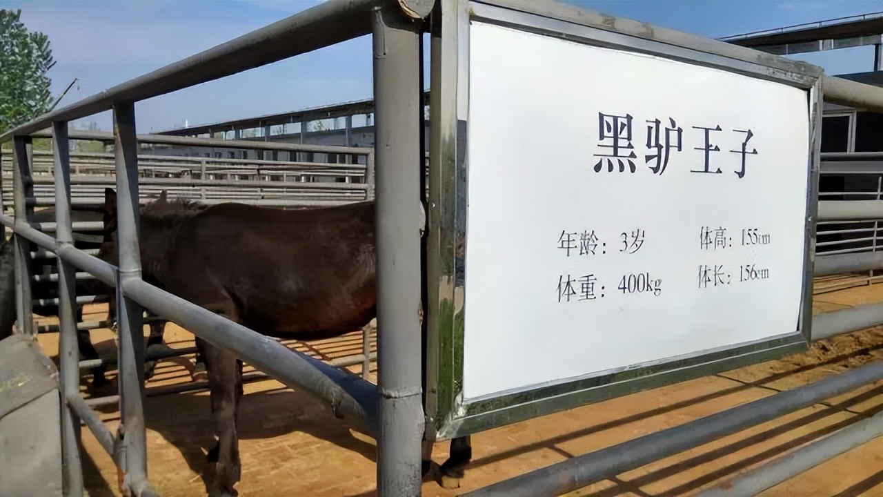 阿胶只有东阿有吗,为什么东阿的阿胶才正宗