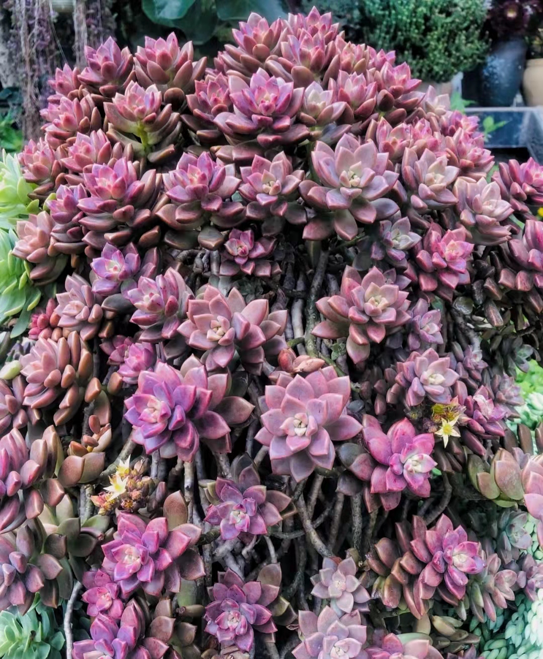 便宜又好养的5种多肉,皮实好养容易出状态的多肉有哪些