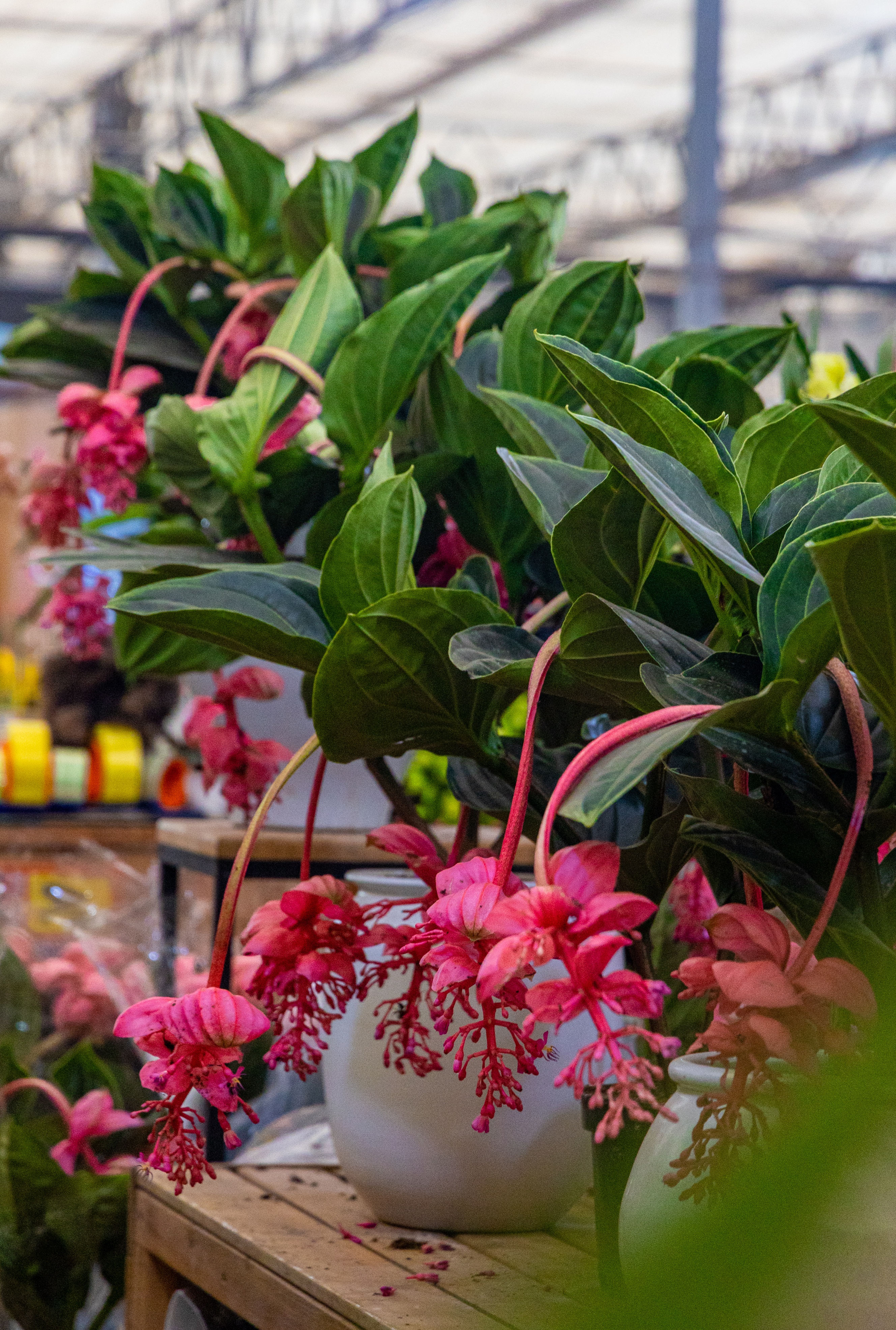 今日花卉市场价格郑州,郑州花卉市场年宵花