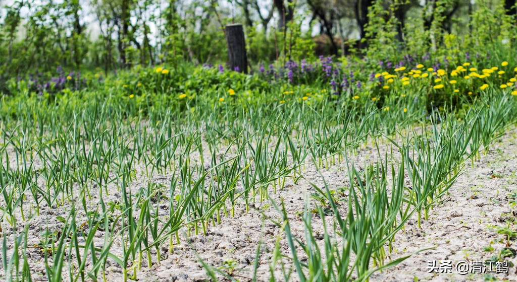 蒜苗叶尖发红怎么处理,蒜苗叶子发紫怎么防治