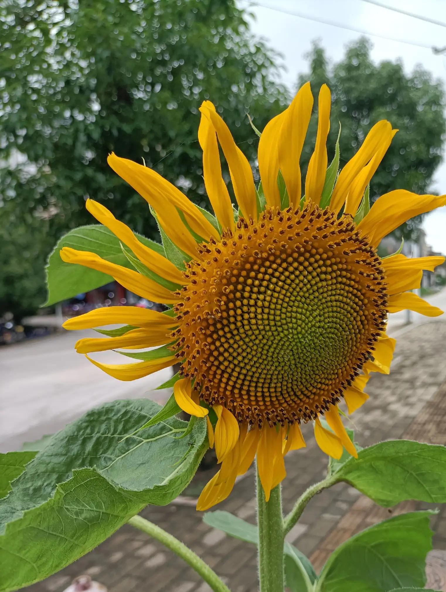灏戝勾璁板繂灏忚,灏戝勾璁板繂