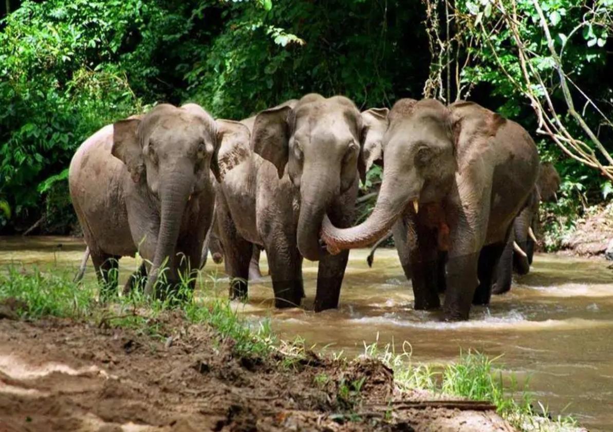 世界上体型最大的牛堪称牛魔王,体型最大的牛是什么牛