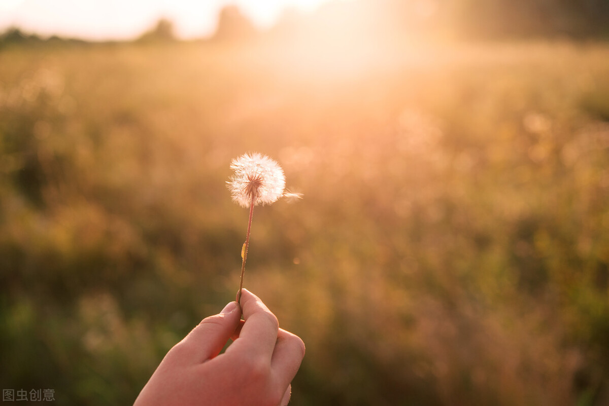 生命有星光大结局下,生命有星光全集观看