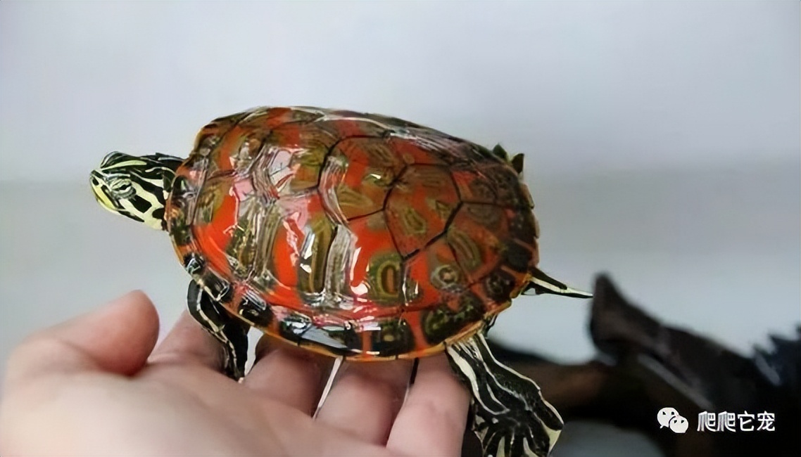 科普识龟十大最好养的龟类,龟类品种大全黑山龟
