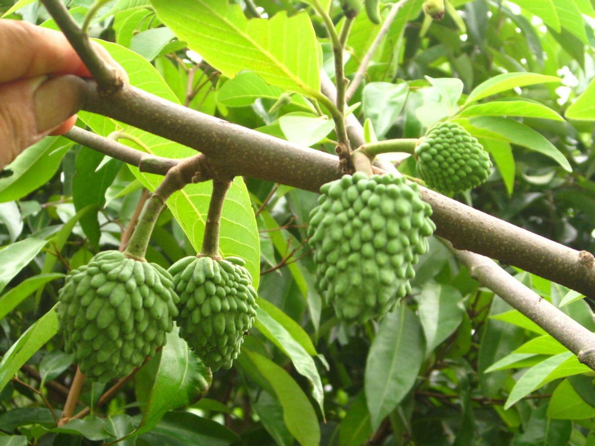 南国珍果图片大全,南国珍果超市视频