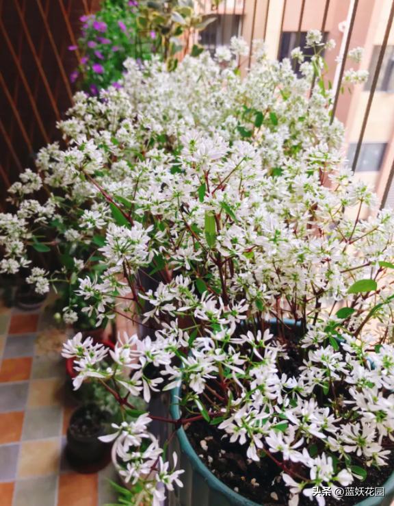 禾叶大戟花的管理,禾叶大戟种植技术