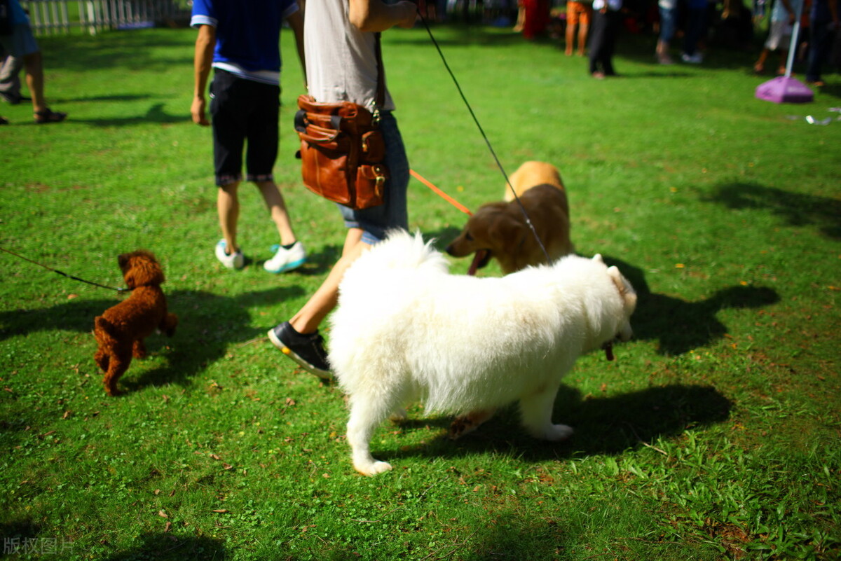 养狗一定要每天遛狗吗,养狗一定要天天遛狗吗