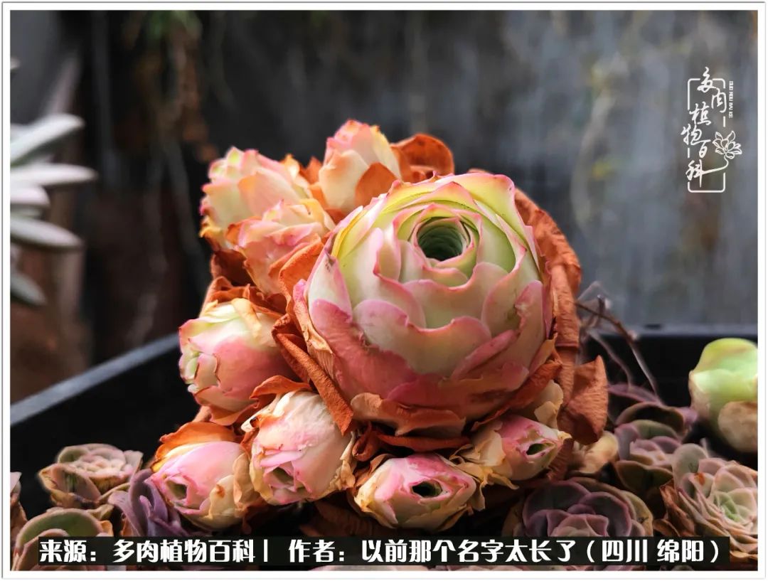 夏天山地玫瑰,小清新山地玫瑰