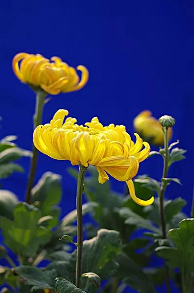 紫菊花的花语是啥,菊花的花语是什么