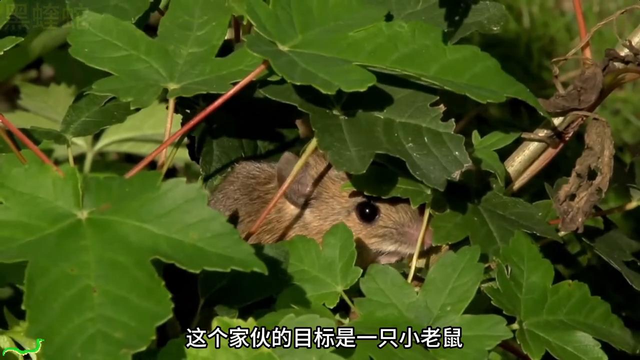 毒蛇捕食老鼠全过程,蝰蛇毒死老鼠有多快