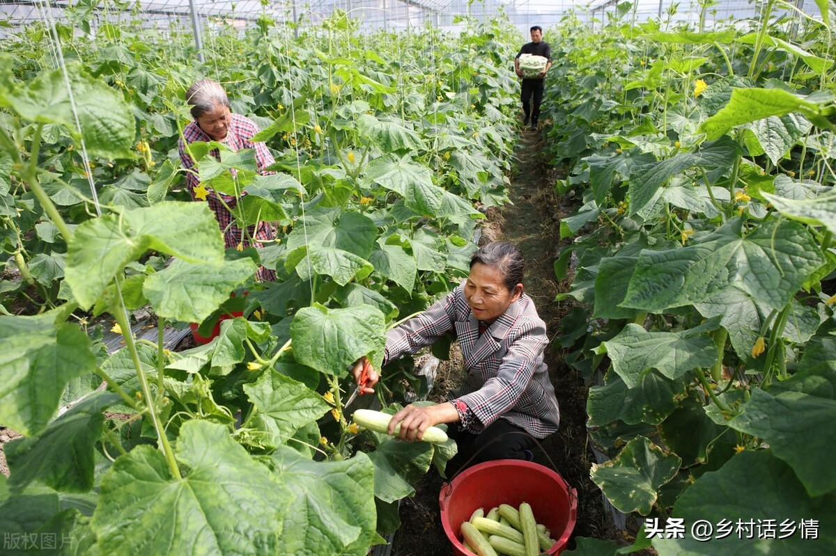 南瓜秧子长得旺但不结瓜怎么办,黄瓜重茬不结瓜如何解决