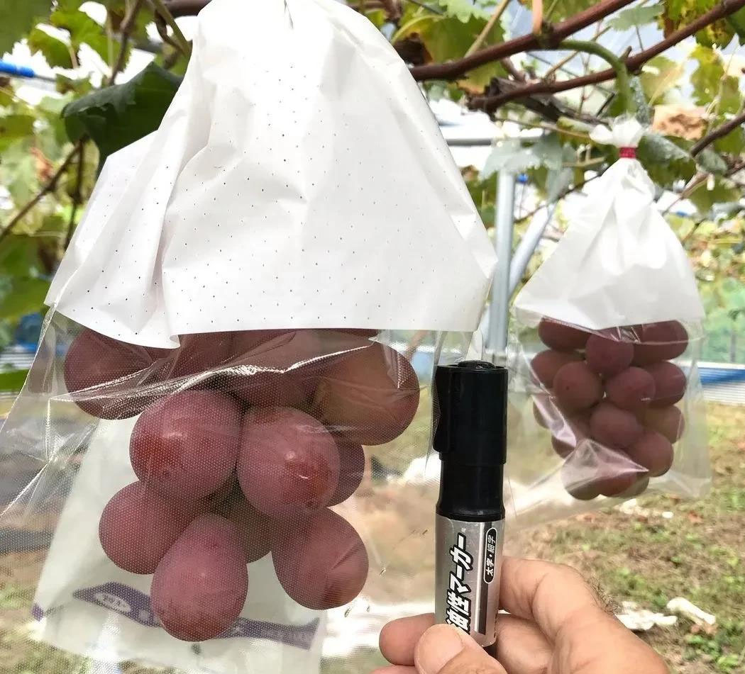 妮娜公主葡萄树苗新疆,妮娜公主葡萄苗哪有卖的