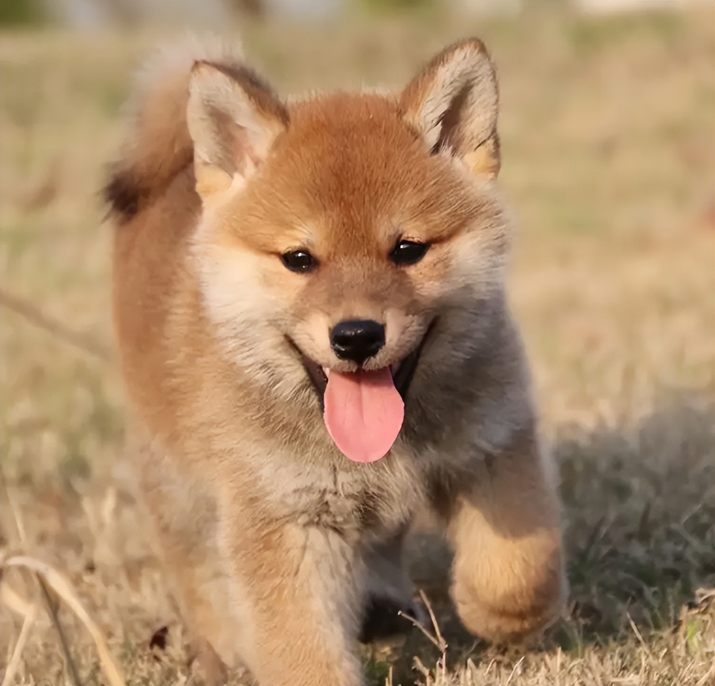 幼犬1-3个月怎么喂养土狗,如何快速成为幼犬的铲屎官