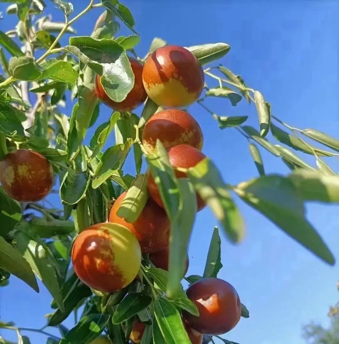冬枣人生哲理,摘冬枣美文