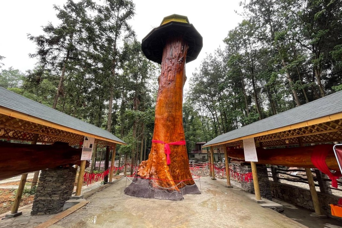 一棵金丝楠木价值多少,一棵金丝楠树可以卖多少钱